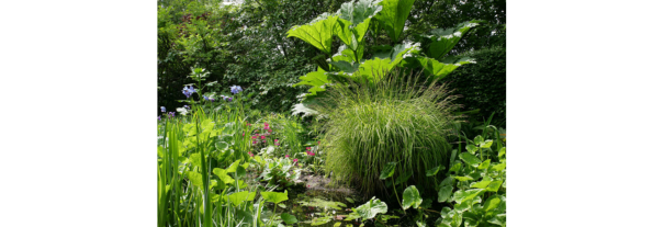 Image showing Branklyn Garden
