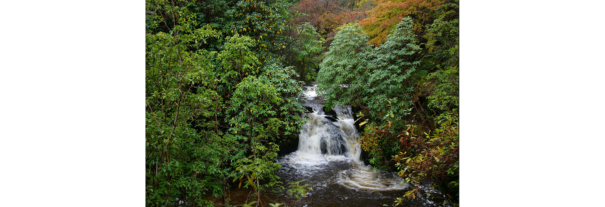 Image showing Crarae Garden