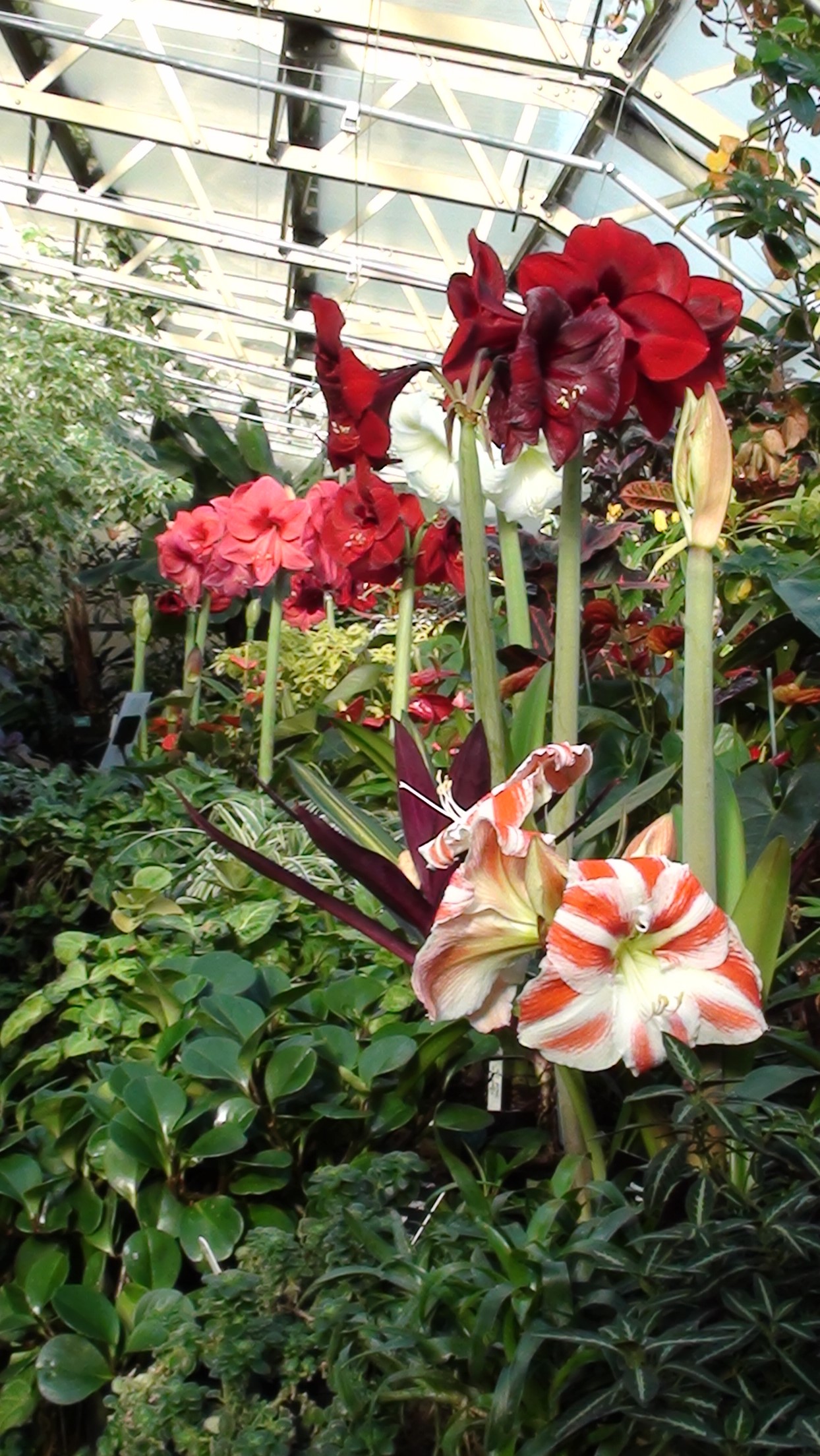 Image showing Inverness Botanic Gardens