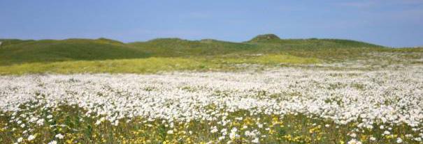 Image showing RSPB Scotland Balranald Nature Reserve