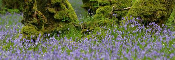 Image showing RSPB Scotland Wood of Cree nature reserve