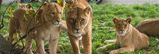 Image showing Blair Drummond Safari & Adventure Park