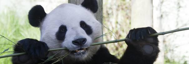 Image showing Edinburgh Zoo