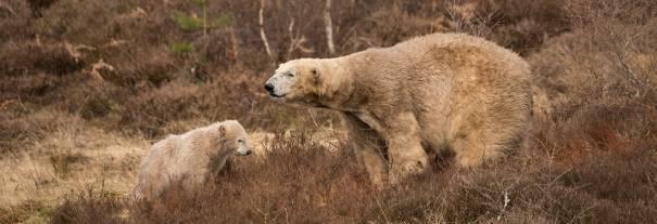 Image showing Highland Wildlife Park