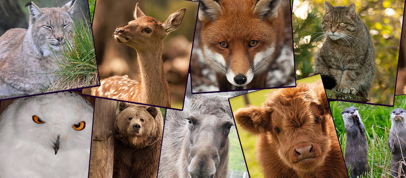 Image showing The Scottish Deer Centre