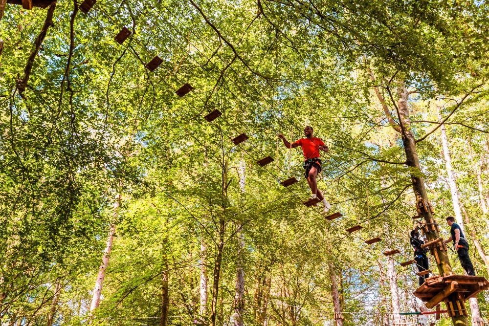 Image showing Go Ape Glentress Forest